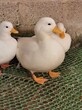 西宁柯尔鸭,小体型成年观赏宠物鸭图片