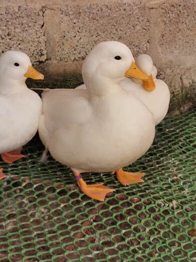许昌柯尔鸭养殖条件,景区展览观赏网红柯尔鸭