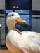 大理宠物柯尔鸭,景区展览观赏网红柯尔鸭