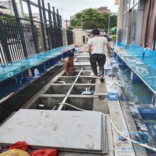 金灣區海鮮池訂做玻璃魚池防漏水圖片