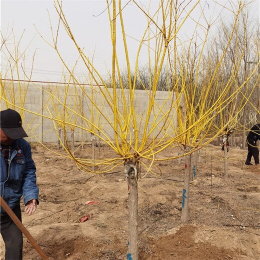 甘肃庆阳金枝槐种植基地