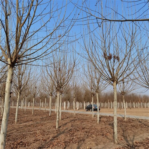 新疆喀什法桐,法桐树基地