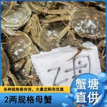 蟹塘直供母蟹批发2021年11月2两规格全母大闸蟹32元每斤图片0