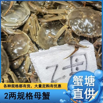 蟹塘直供母蟹批发2021年11月2两规格全母大闸蟹32元每斤