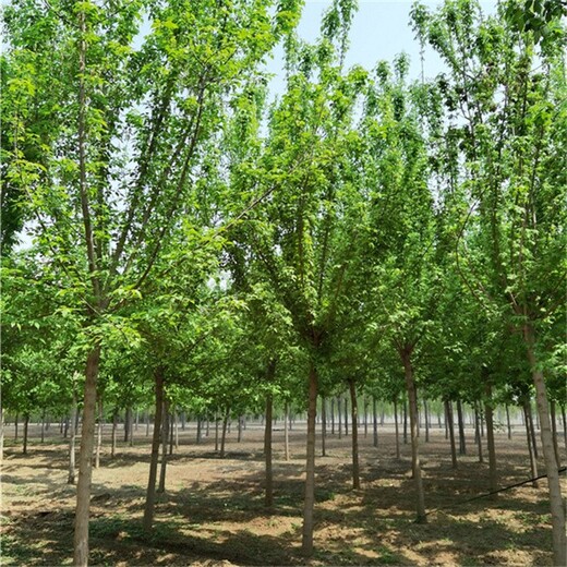新疆乌鲁木齐复叶槭