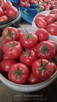 安特莱斯（5751）番茄种子苗子圣尼斯进口番茄