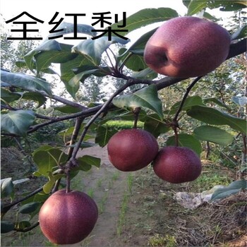 晚秋黃梨樹苗產(chǎn)量、3公分秋月梨樹苗