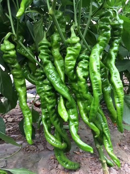 華美108隴椒種子華美105華美8667果面有皺褶連續(xù)坐果好