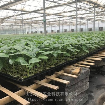 亨椒1號牛角椒種子苗子亨椒冠龍神劍29辣椒種子