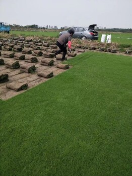 济南果岭草草坪基地