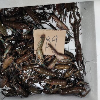 澳龙虾塘直供澳龙批发789钱规格澳洲淡水小龙虾十一月34元每斤