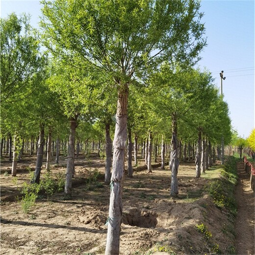 世泽柳树,内蒙古11公分馒头柳苗圃