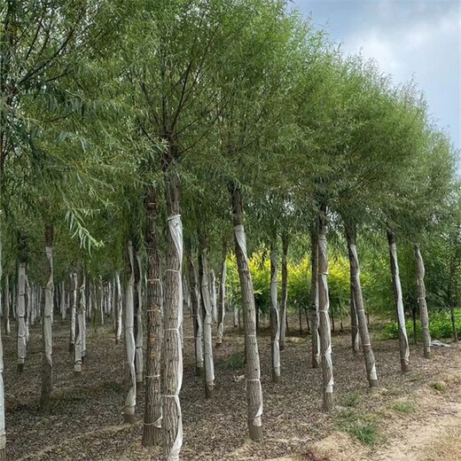 内蒙古呼和浩特馒头柳苗圃基地,馒头柳树产地