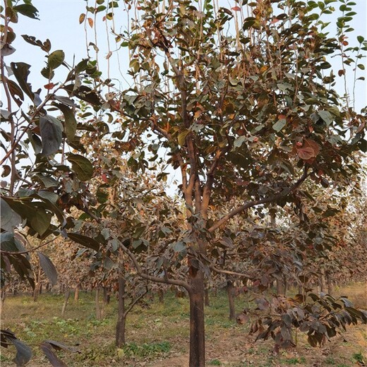 甘肃庆阳柿子树,磨盘柿子树基地