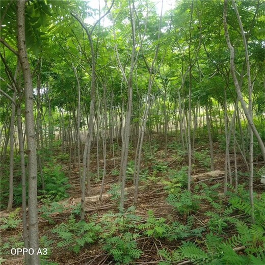 世泽火炬树苗基地,湖北鄂州火炬树