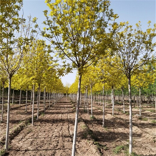 辽宁葫芦岛金叶白蜡市场价格