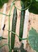 德瑞特79黄瓜种子苗子天津德瑞特种业