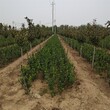 银庄苗木冻青,鄂州供应冬青苗价格品种繁多
