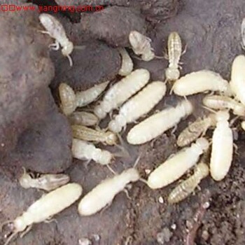威远县附近灭白蚂蚁公司