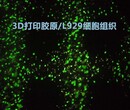 生物3d打印机厂家-高低粘度材料桌面级生物3D打印机图片