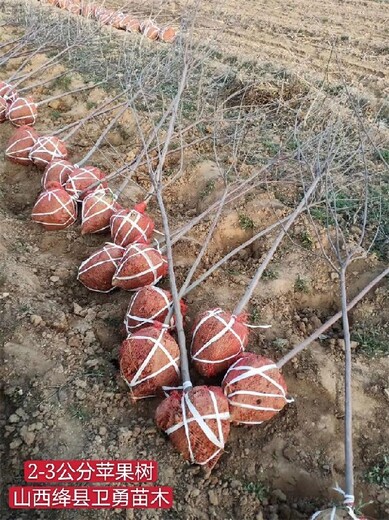 陕西新红星苹果树价格实惠