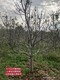 陕西8公分樱桃树多少钱一棵？图