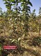 山西1米樱桃树今年价格图