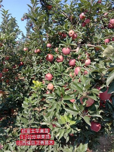 陕西10公分苹果树产地价格