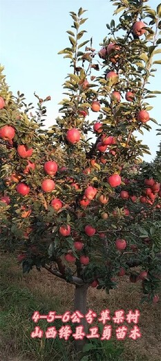 河南红富士苹果树规格