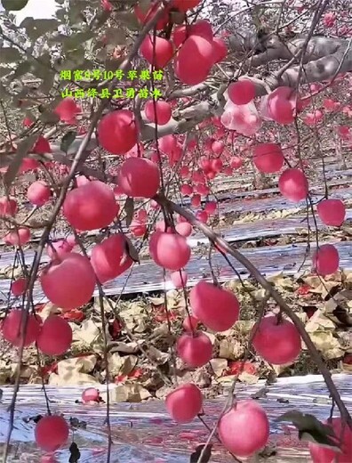 山西新品种苹果树厂家