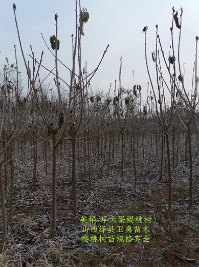 山西1米樱桃树种植基地