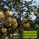 河南红富士苹果树图