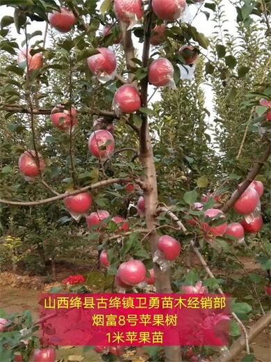 山东1米苹果树产地