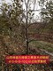 河南红富士苹果树规格产品图
