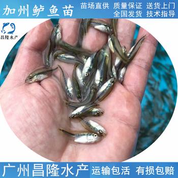 东莞加州鲈鱼苗价格大口黑鲈鱼苗已驯化吃料鲈鱼苗