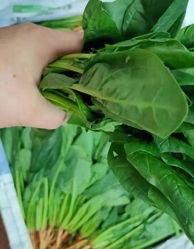 沙田农副产品批发食堂蔬菜配送公司价格欢迎来电议价