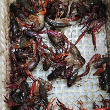 21年11月26号大青/大红678规格小龙虾质量品质一览，全年供应，捏空壳质量