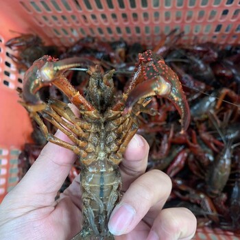 21年11月26号中青/中红456规格小龙虾质量品质一览，全年供应，捏空壳质量