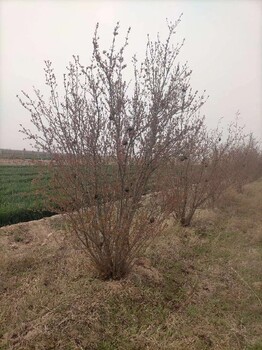 张家口石榴树种植基地石榴树价格基地销售