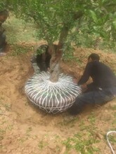巴彥淖爾基地直供石榴樹樹苗價格圖片