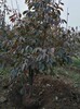 錫林郭勒盟柿子樹價格