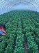 贵州脱毒红薯苗基地大量直发各种脱毒红薯苗