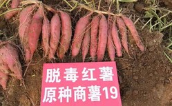 興和縣供應脫毒紅薯苗原種脫毒紅薯苗供應圖片1