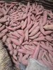 鶴崗大量供應脫毒紅薯苗預定