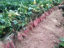 興和縣供應脫毒紅薯苗原種脫毒紅薯苗供應圖片5