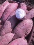 伊春供应脱毒红薯苗原种脱毒红薯苗预定图片2