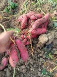 呼倫貝爾大量供應脫毒紅薯苗高淀粉紅薯苗大量供應圖片5
