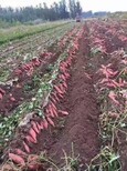 呼倫貝爾大量供應脫毒紅薯苗高淀粉紅薯苗大量供應圖片2