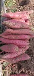 興和縣供應脫毒紅薯苗原種脫毒紅薯苗供應圖片3