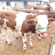 通化西门塔尔400斤牛苗产品图